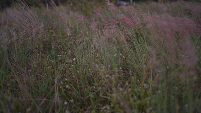 镜头在美丽的草地上缓慢移动，穿过新鲜的春天的绿草。视频素材