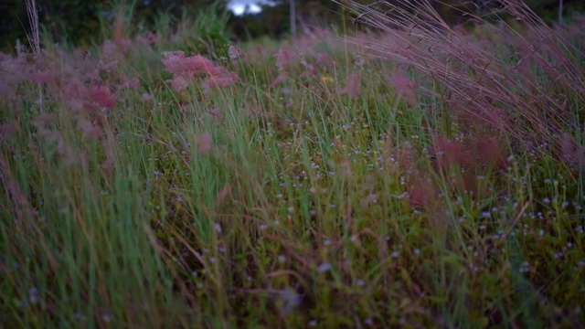 镜头在美丽的草地上缓慢移动，穿过新鲜的春天的绿草。视频素材