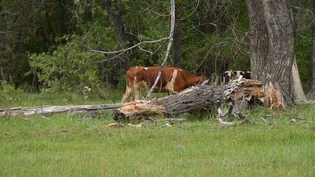 牛在草地上吃草。牛在牧场上吃草视频素材