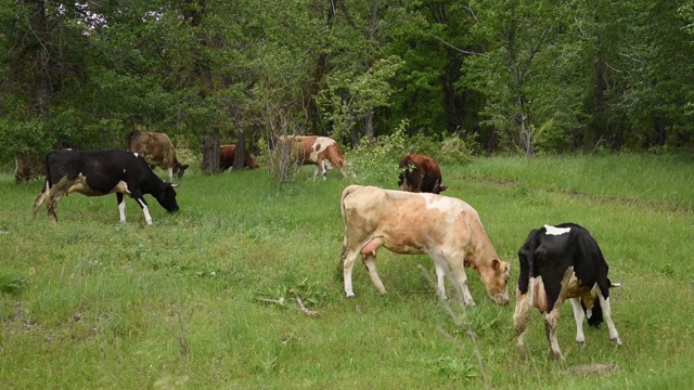 牛在草地上吃草。牛在牧场上吃草视频素材