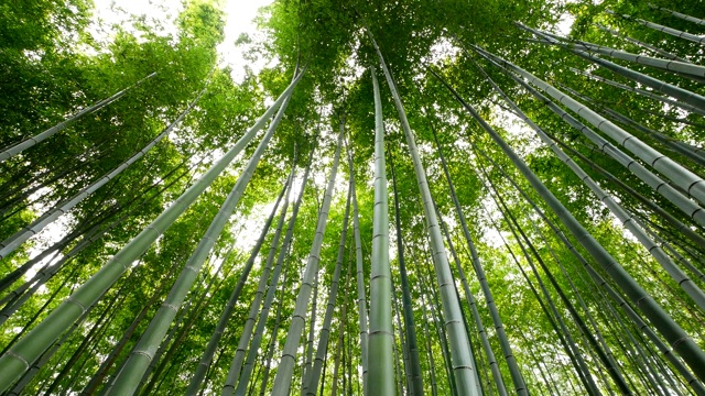 竹林，岚山，京都，日本视频素材