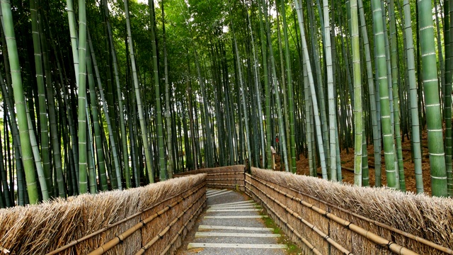 竹林，岚山，京都，日本视频素材