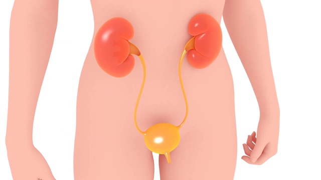 在一个女人的剪影上解剖泌尿系统的3D动画。视频素材
