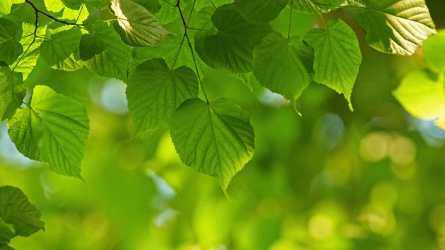在阳光明媚的日子里，一棵正在生长的树的绿色叶子在风中摇摆。美丽的失焦。温暖的抽象特写镜头。4 k视频素材