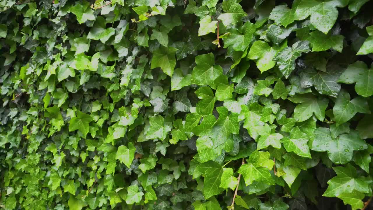 夏日花园墙上常青藤。雨后湿漉漉的绿叶挂在篱笆上。自然对冲视频下载