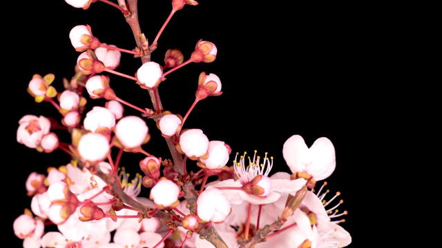 粉红色的花在树枝上盛开，樱桃树视频下载