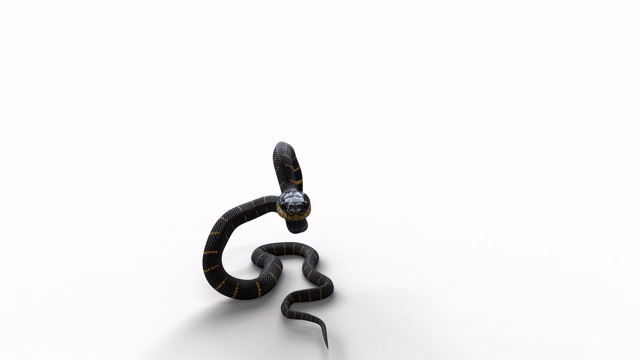 蛇攻击白色与两个阿尔法通道包括和排除阴影视频下载