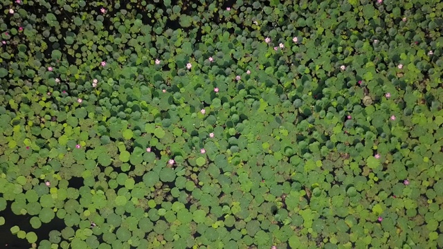 大湖中粉红色荷花植物鸟瞰图视频素材