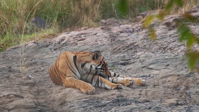 美丽的孟加拉虎在印度拉贾斯坦邦的Ranthambore国家公园休息视频素材