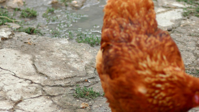 棕色母鸡在院子里自由走动视频素材