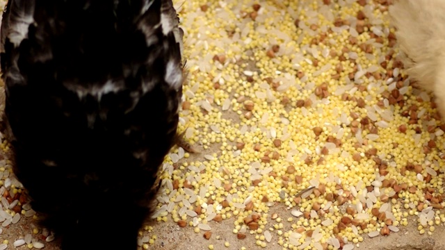 商场里的母鸡在鸡舍的地板上啄食谷粒视频素材