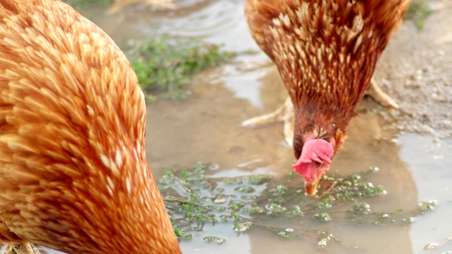 放养的鸡喝水坑里的水视频素材