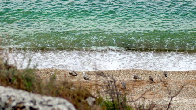 亚速海沙滩上的海鸥。海面，沙滩和海鸥的景观视频素材