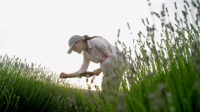 农妇正在检查盛开的薰衣草种植园的新收获。农业职业。保加利亚的薰衣草花田。视频素材