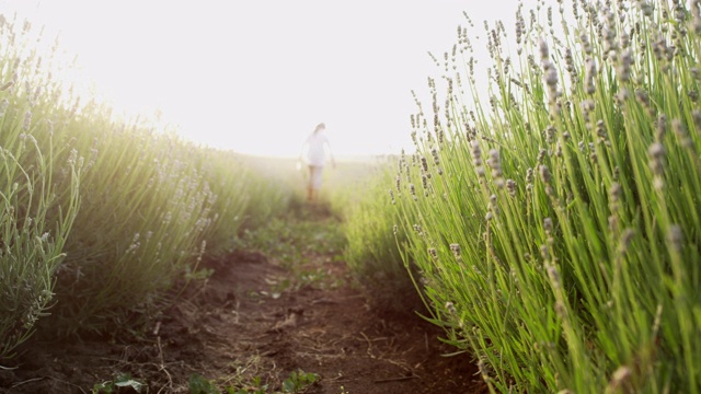 农妇正在检查盛开的薰衣草种植园的新收获。农业职业。保加利亚的薰衣草花田。视频素材