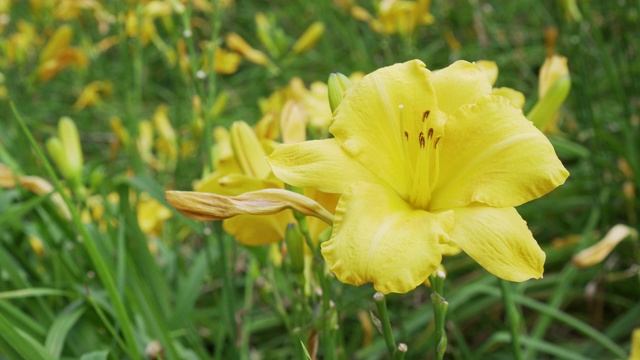 一个百合花与一个黄色的蓓蕾和一个绿色的茎与叶在一个美丽的花园在一个阳光明媚的日子的特写视频下载