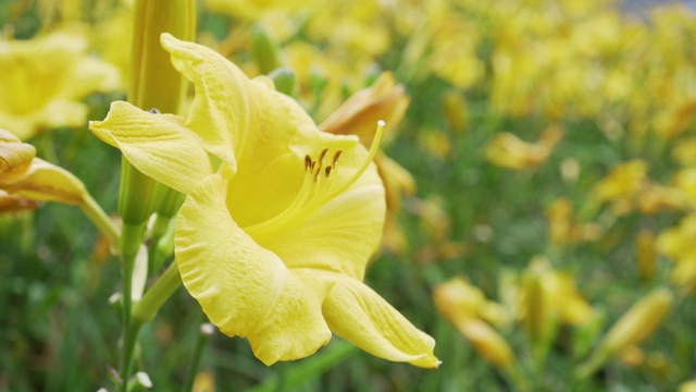 在一个阳光明媚的日子里，美丽的黄花映衬着一片模糊的黄花视频下载