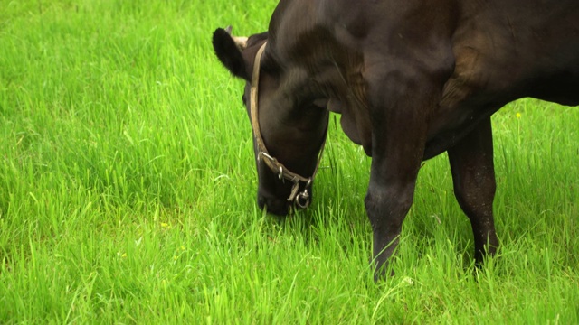 黑奶牛在牧场上嚼草视频下载