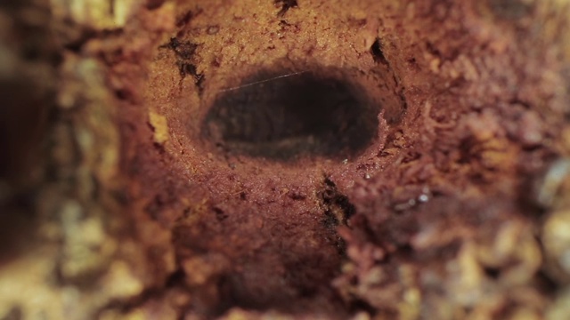 一棵树上一个大洞的微距镜头视频下载