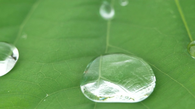 水滴在绿色的荷叶上滚动。视频素材