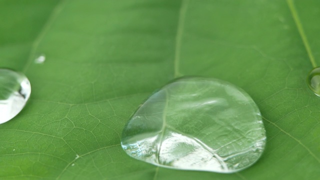 水滴在绿色的荷叶上滚动。视频素材