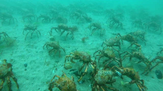 巨型蜘蛛蟹的迁徙视频素材