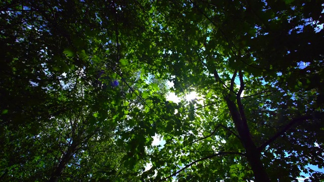 太阳从树林中穿过时拍摄的森林全景视频素材