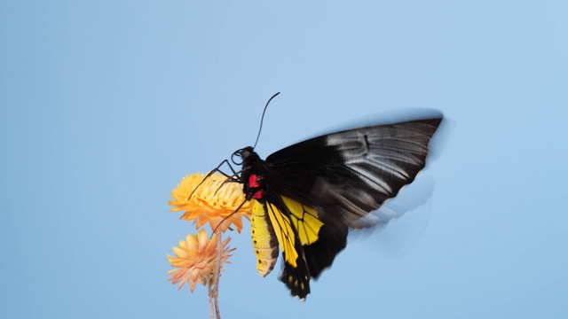 黄花上的鸟翅蝴蝶视频素材