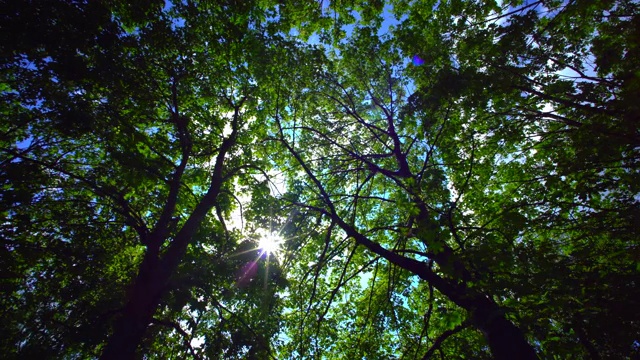太阳从树林中穿过时拍摄的森林全景视频素材