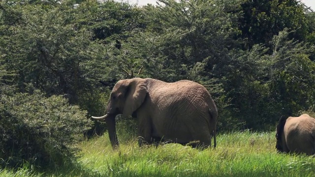 在非洲大地上行走的大象家族视频下载