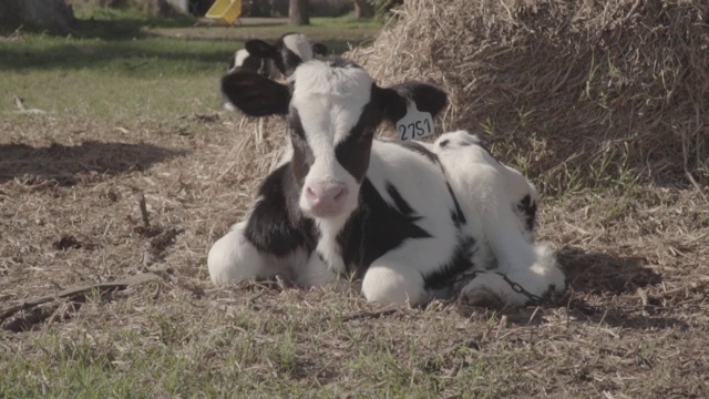 在草地上休息的小牛视频下载