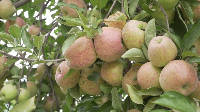 果树种植园里的一棵苹果树视频素材