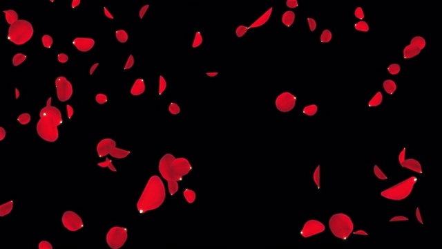 Falling Rose Petals与Alpha通道-无缝视频视频素材