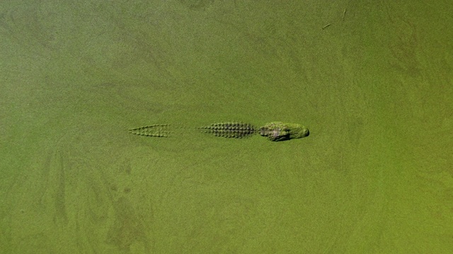 空中拍摄向上移动，同时向下看鳄鱼潜伏在沼泽，佛罗里达，美国视频下载