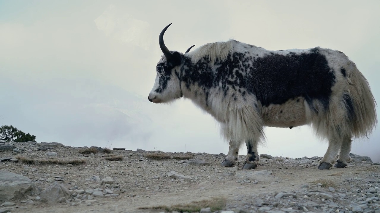4K喜马拉雅牦牛站在岩石表面，慢慢咀嚼转动的头与鹿角视频素材