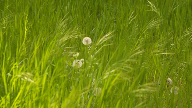 蒲公英在绿色的草丛中视频素材