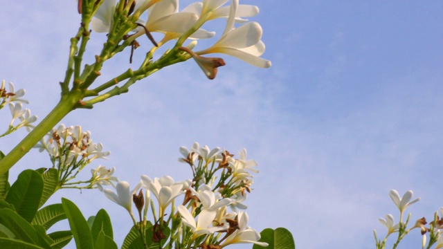 白色的花在绿色的树和蓝色的天空视频素材