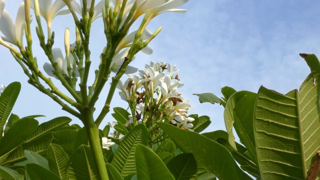 白色的花和绿色的树与蓝色的天空视频素材