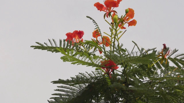 树上开着红色和橙色的花视频下载
