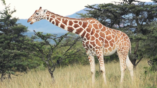 在肯尼亚的El Karama旅馆里，一只网形长颈鹿正在独自吃树上的叶子。中枪视频下载