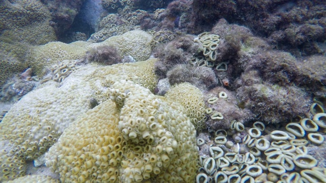 与透明的水和鱼珊瑚礁潜水的视频。视频素材