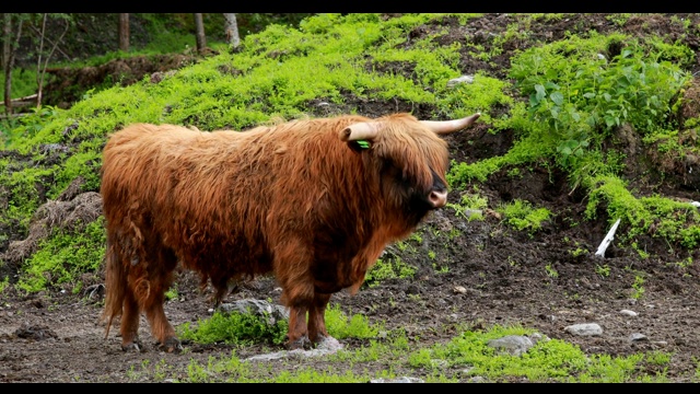 高原牛在夏季的牧场上吃草。夏日里在草地上散步的苏格兰牛。FullHD视频素材
