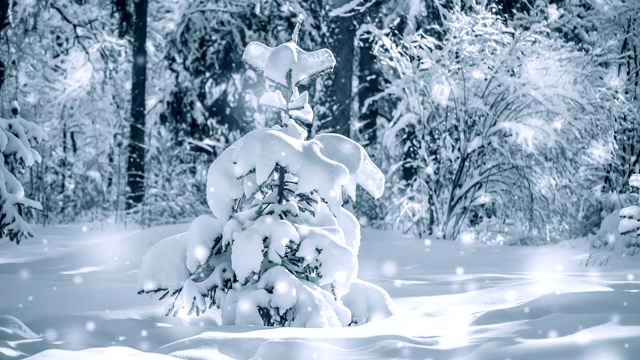 白雪覆盖的树林里非常漂亮的小圣诞树。视频下载