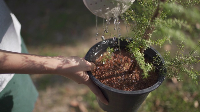 4K浇水麦卢卡花盆在室外与阳光视频下载