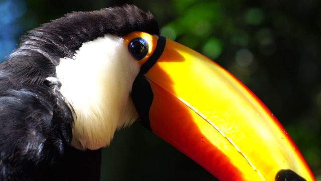 巨嘴鸟在大自然中视频素材