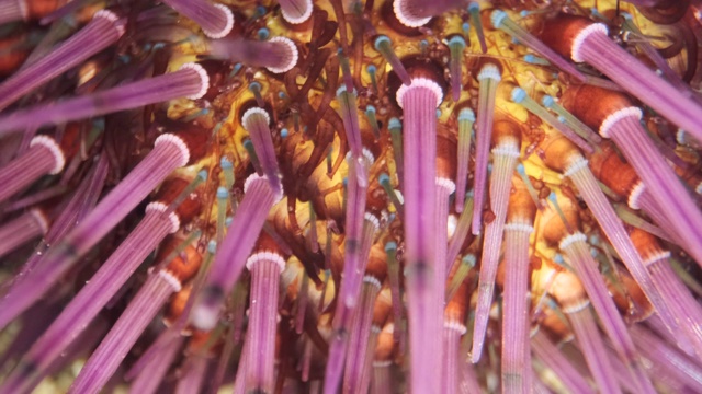 这是在沙滩上行走的海胆刺的特写。紫海胆(Paracentrotus lividus)水下拍摄。地中海、欧洲。视频下载