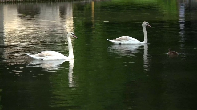 两只天鹅在池塘里一个接一个地漂浮着视频素材