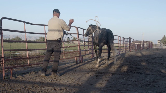 一位粗壮成熟的牛仔骑手在科罗拉多州西部的竞技场训练一匹纯种灰夸特马种马视频素材