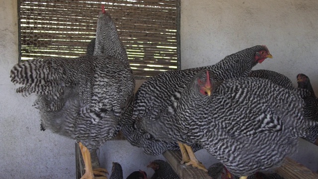 农场院子里的鸡在吃喂食器的种子视频素材