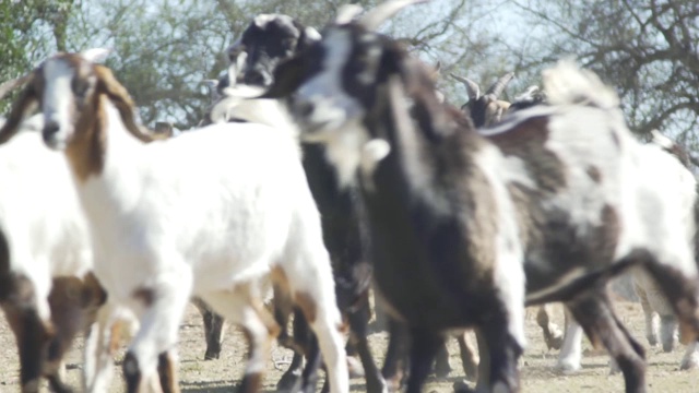 在一个阳光明媚的日子里，许多绵羊和小羊羔走过田野。视频素材